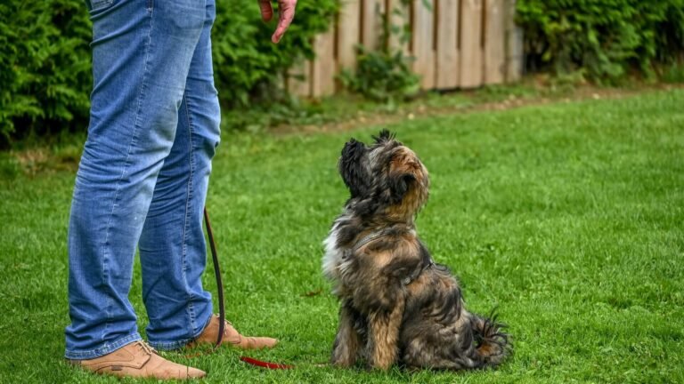Dog obedience training in Virginia Beach