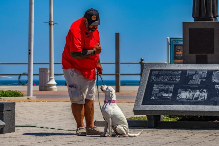 E-Collar Training Done Right: What a Certified K9 Handler Wants Virginia Beach Dog Owners to Know