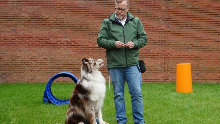 Top Signs Your Dog Needs Professional Training