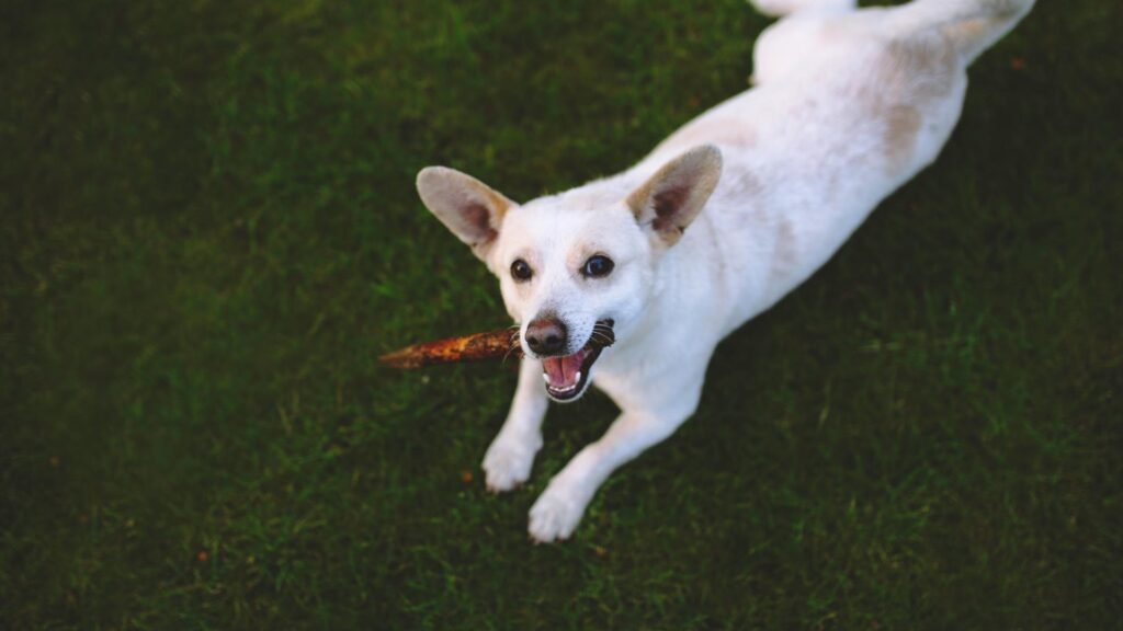 dog obedience training in Virginia Beach