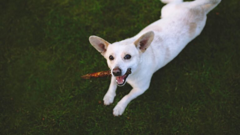dog obedience training in Virginia Beach