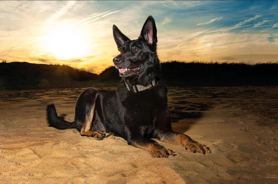 German Shepherd wearing a training collar sitting calmly on the beach at sunset in Virginia Beach