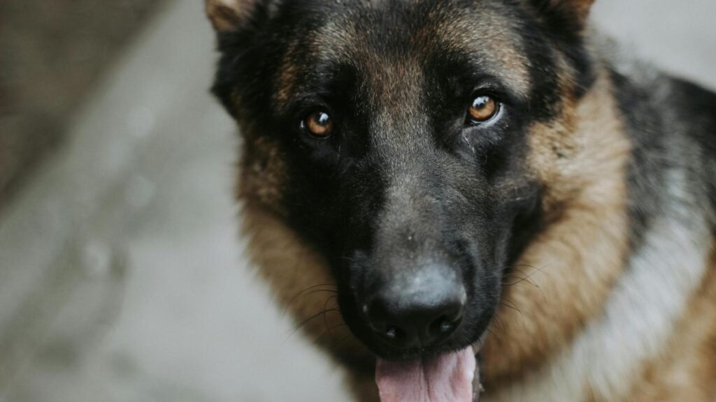 dog training near me