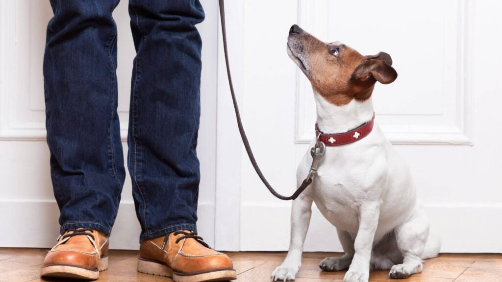 in-home private dog training