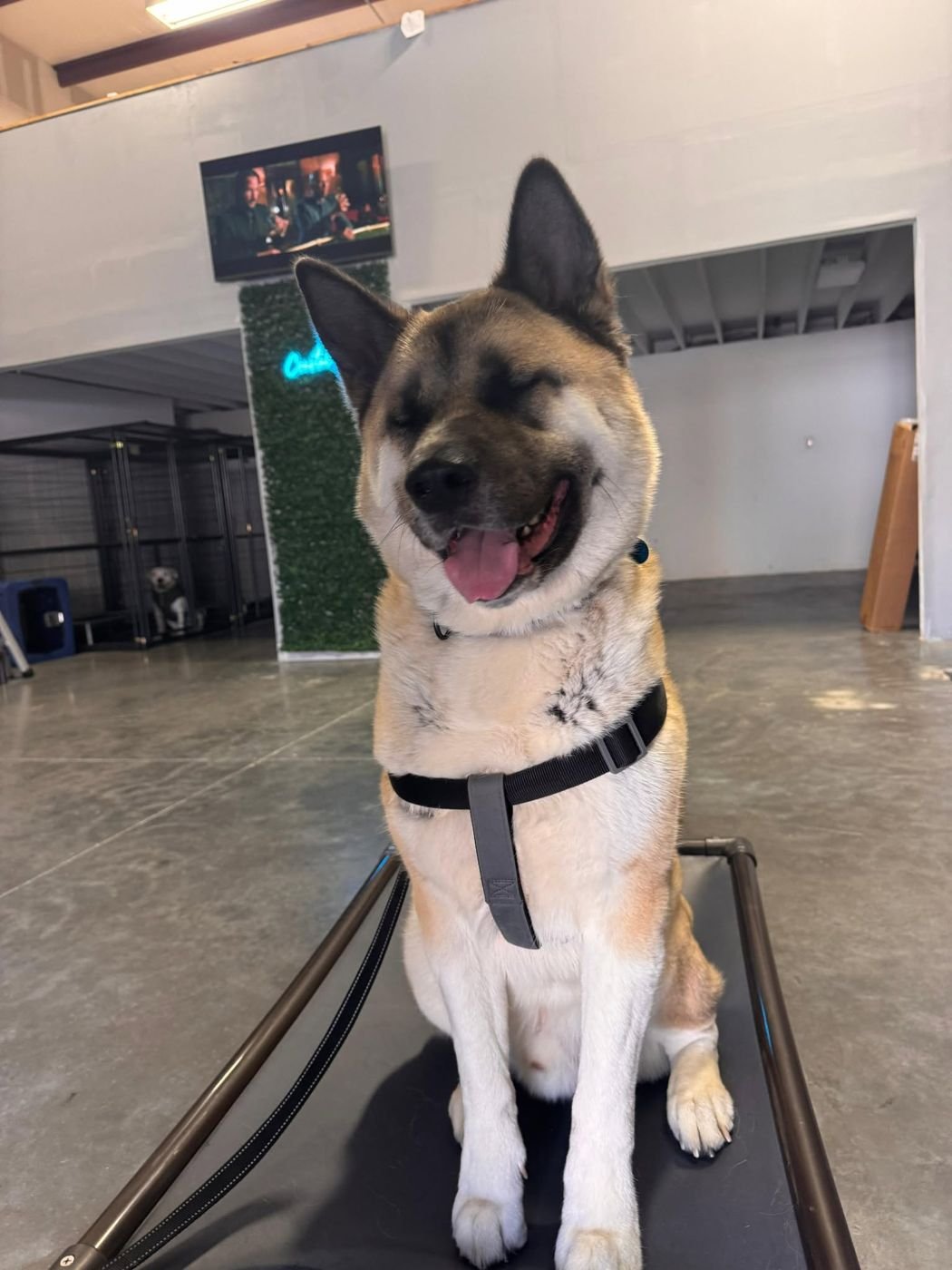 Tan and white dog in a black harness sitting on a raised cot with its eyes closed and tongue out at Coastal K9 Academy