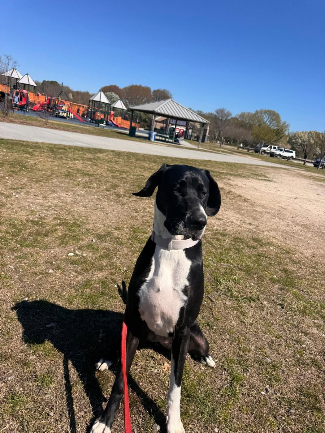 Black and white dog sitting on grass on a red leash in a park with a playground and pavilion behind it