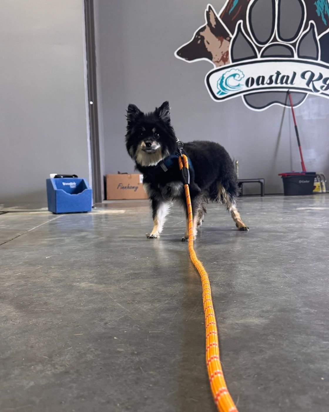 Small black and tan dog in a harness on a long orange leash on the concrete floor of the Coastal K9 Academy training facility