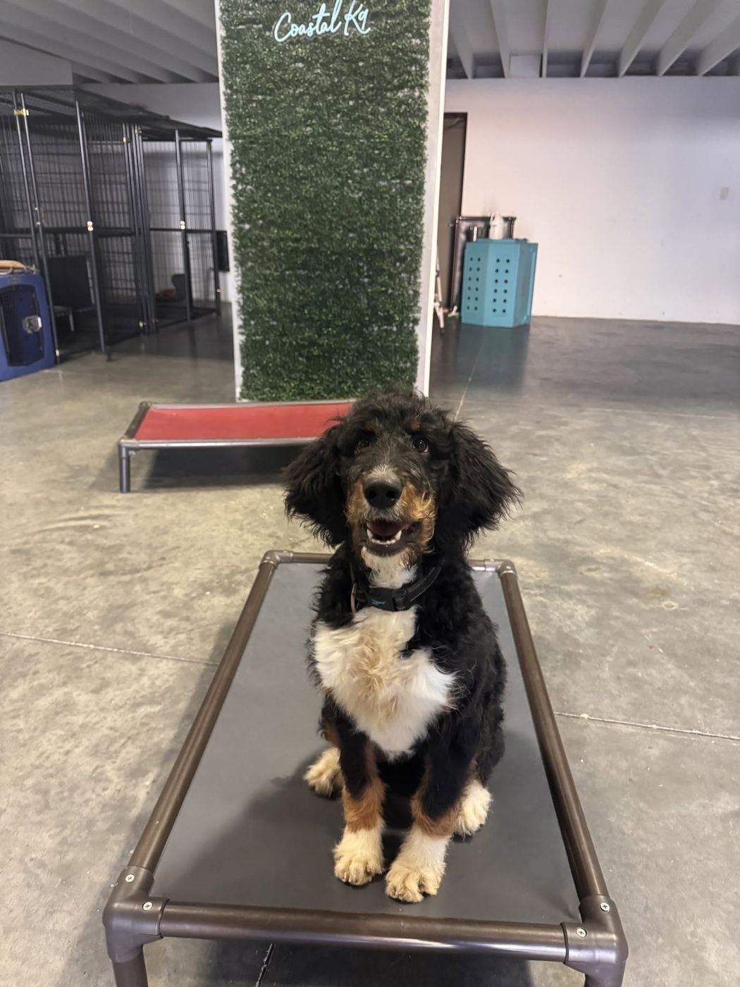 Black, white and tan dog sitting on a raised cot inside the Coastal K9 Academy facility with kennel runs behind it